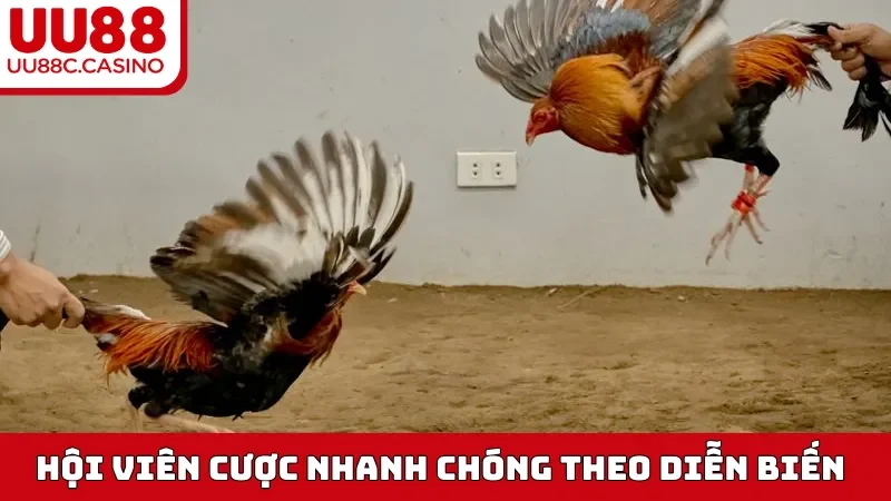 Hội viên cược nhanh chóng theo diễn biến